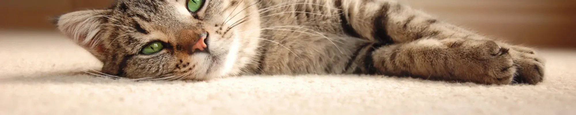 CARPET LONGEVITY