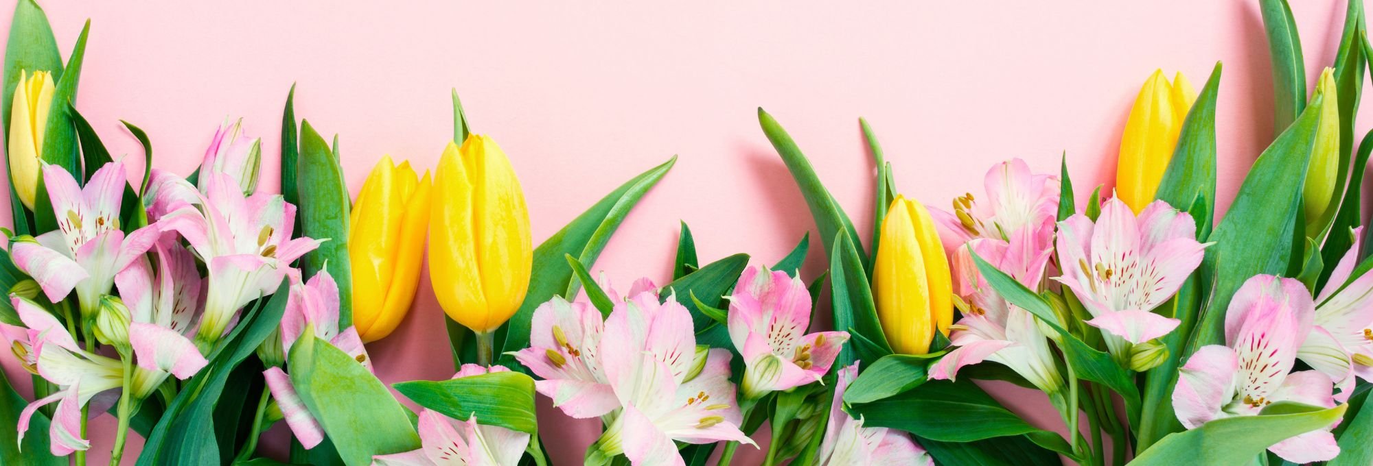 Pink spring flowers and yellow tulips on a pink background